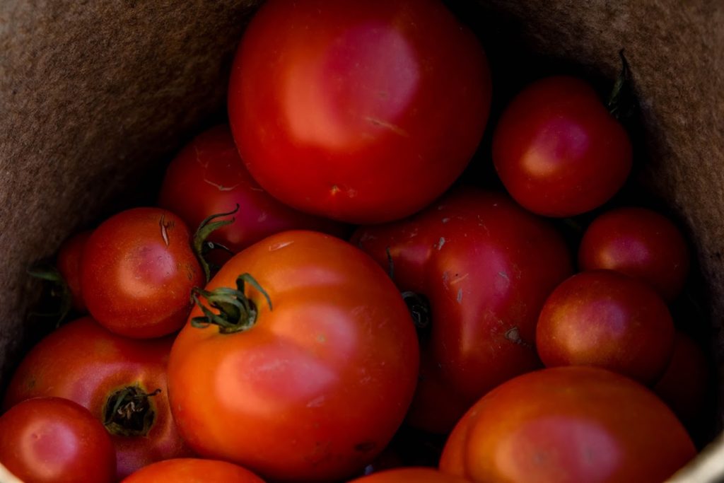 Chautauqua tomatoes