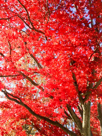 Fall Tree