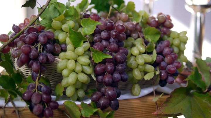 harvest-grapes