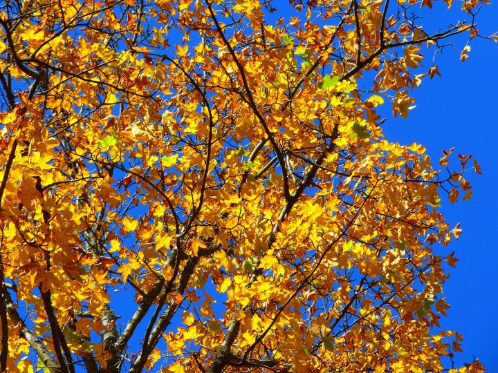 Yellow Fall Tree
