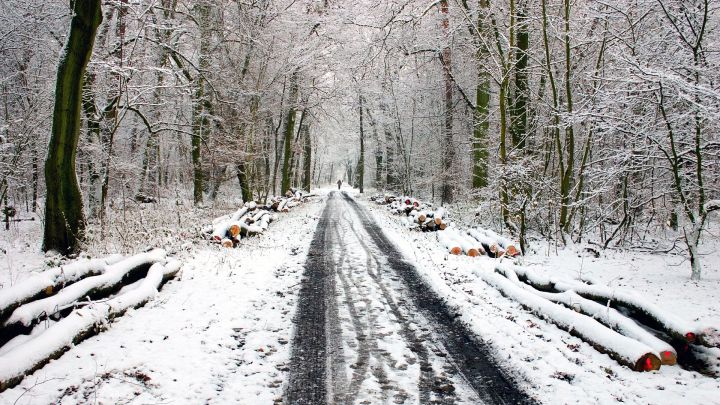 Woods in the Twin Tiers