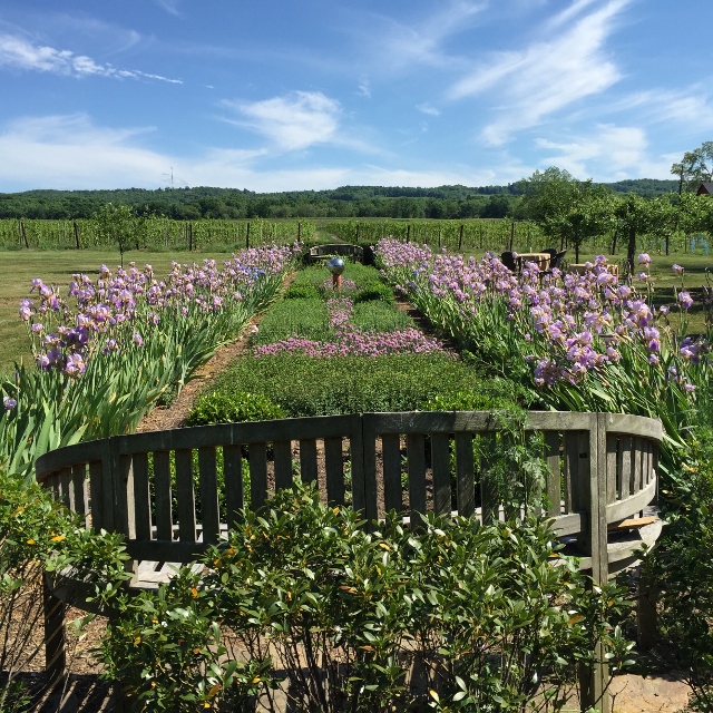 Iris in a vineyard
