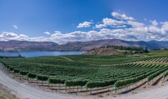 vineyard by lake