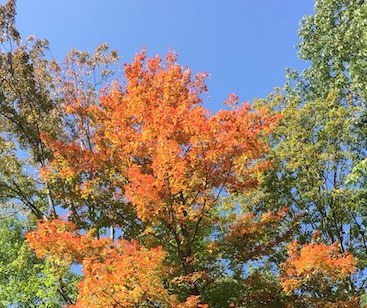 Fall Tree Chautauqua County, New York