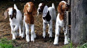 Little goats in Bemus Point,New York