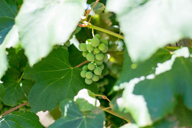 green grapes