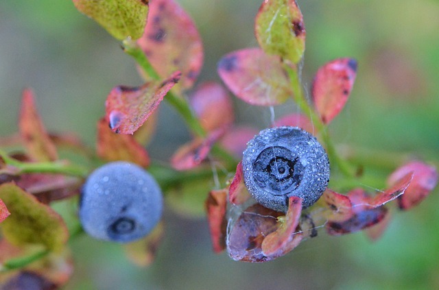 blueberries vine