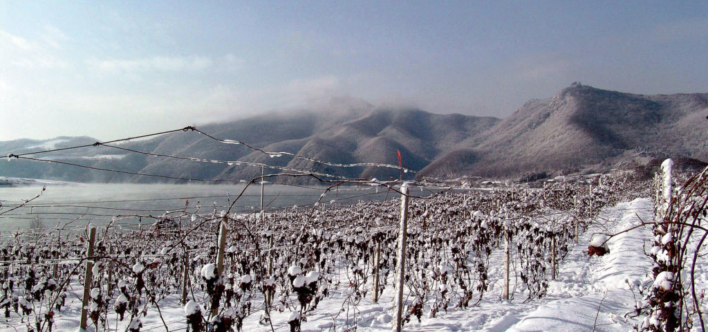 snow covered vineyard
