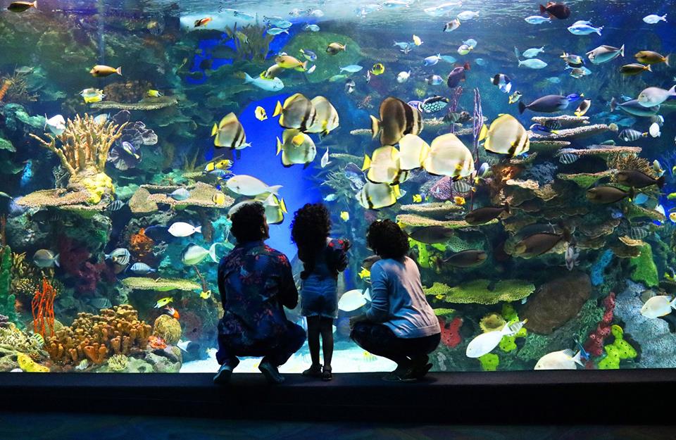 Ripley's Aquarium Of Canada, with multi-colored fish