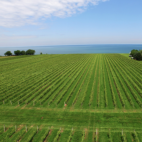 Konzelmann's estate winery vineyard