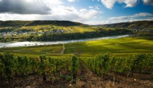 vineyard overlooking river and hills