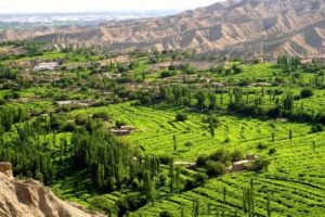 vineyard in China