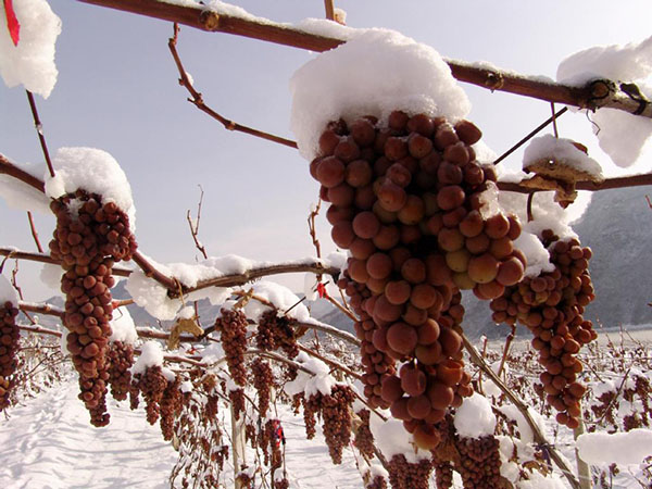 wine grapes in snow